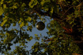 bilder